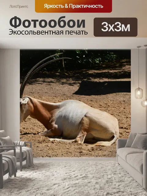 Фотообои Scimitar Oryx 01