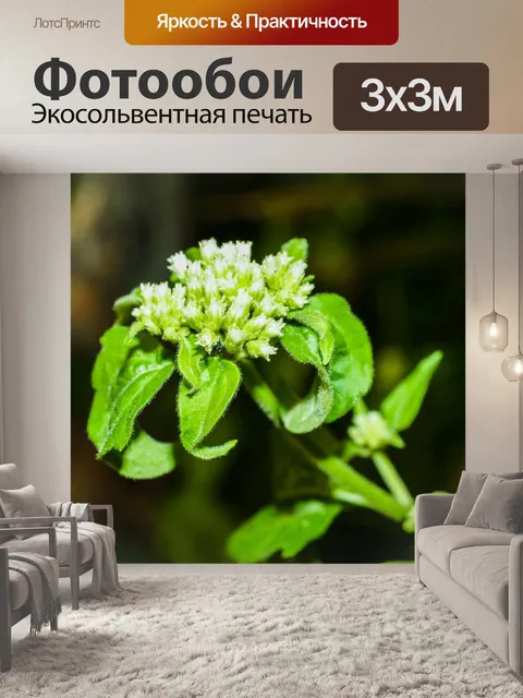 Фотообои Дикий цветок в Таиланде