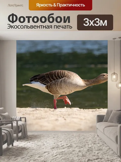 Фотообои Гусь
