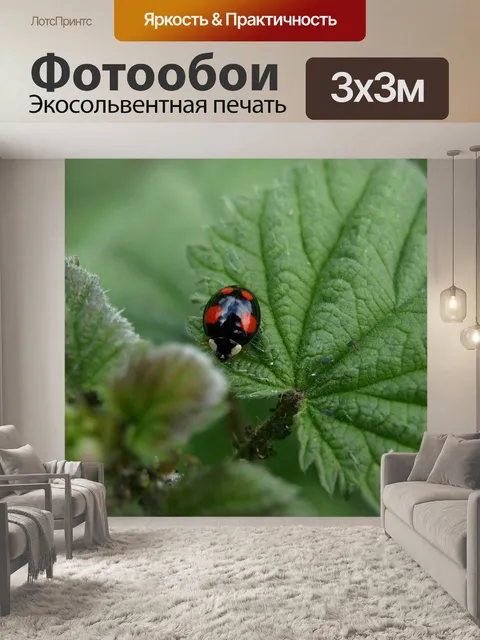Фотообои Красный точечный жук