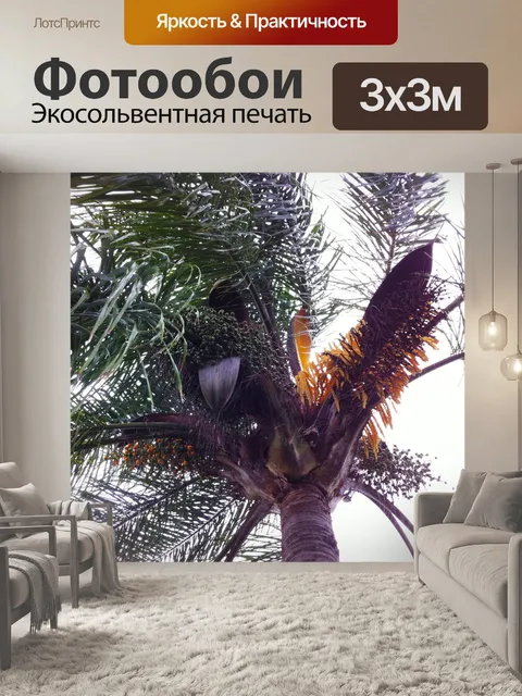 Фотообои Пальма