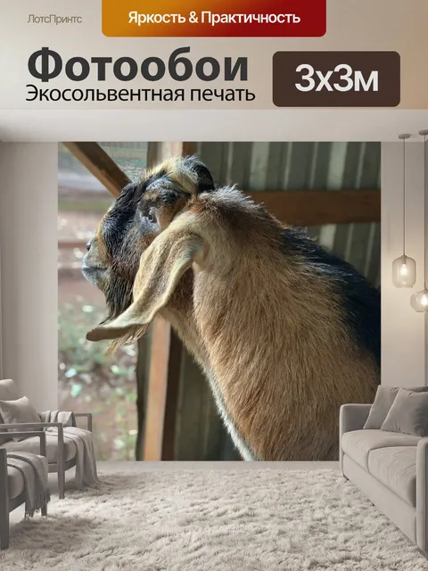 Фотообои Нубийский