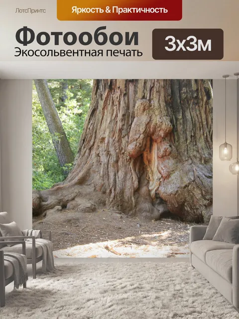 Фотообои Гигантские секвойи в Калифорнии