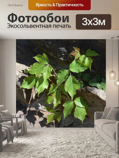 Фотообои Ядовитый плющ на каменной стене