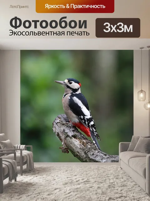 Фотообои Большой пятнистый дятел