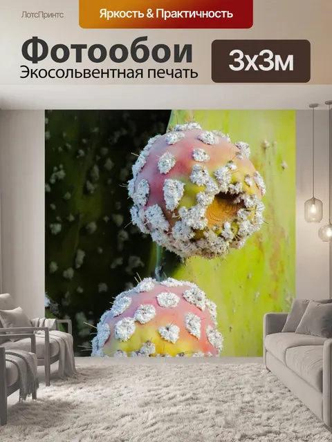 Фотообои Опунция