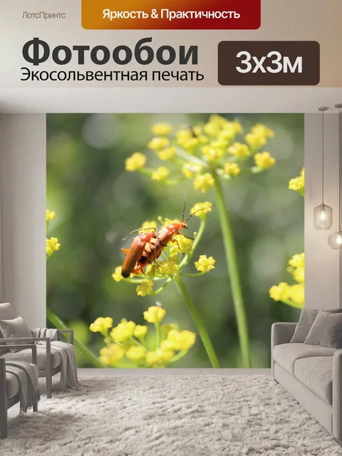 Фотообои Жук