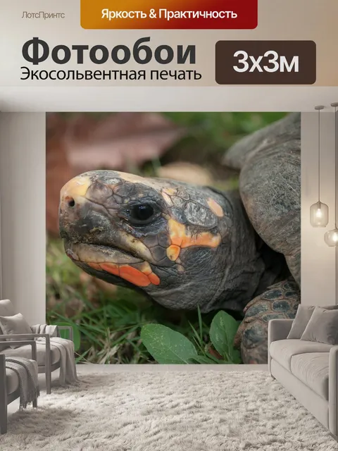 Фотообои Моррокой
