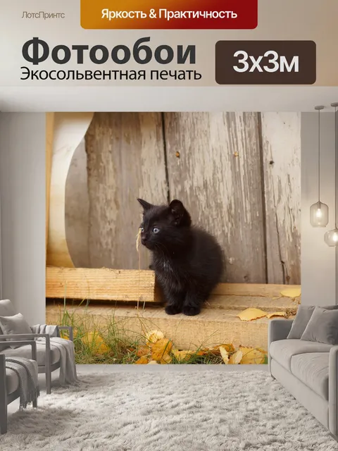 Фотообои Котенок