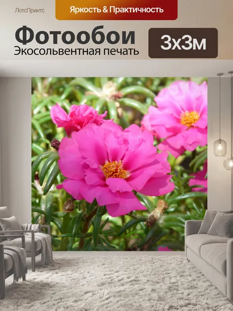 Фотообои Соцветия портулака