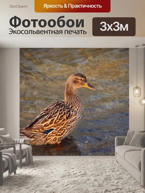Фотообои Озеро селезня кряквы