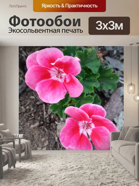Фотообои Герань розовая 1