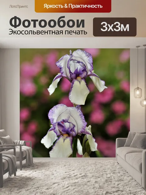 Фотообои Два фиолетовых и белых ириса