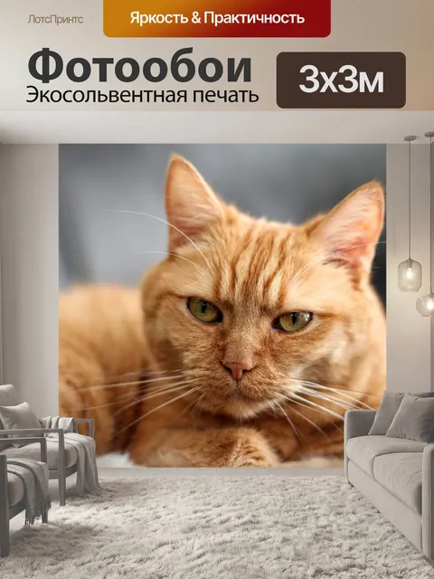 Фотообои Кот