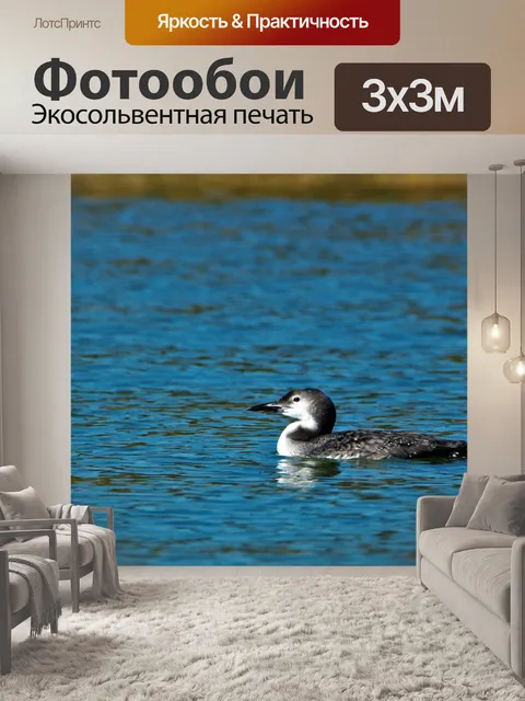 Фотообои Общий Лоун на озере Крупный план