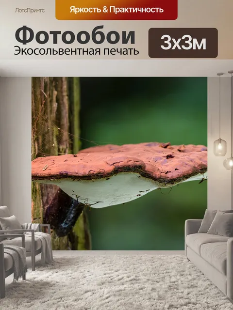 Фотообои Гриб