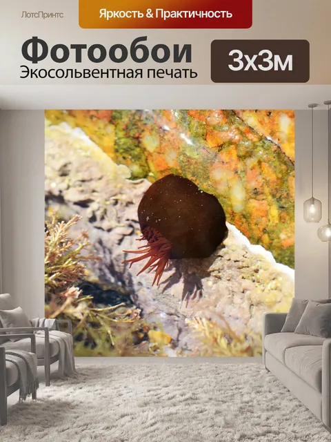 Фотообои Бусинка анемона