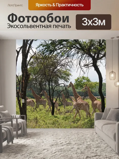 Фотообои группа взрослых и молодых жирафов