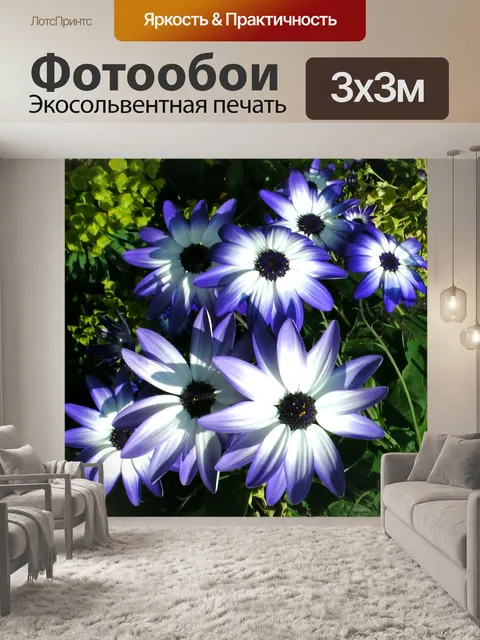 Фотообои Pericallis Голубые цветы