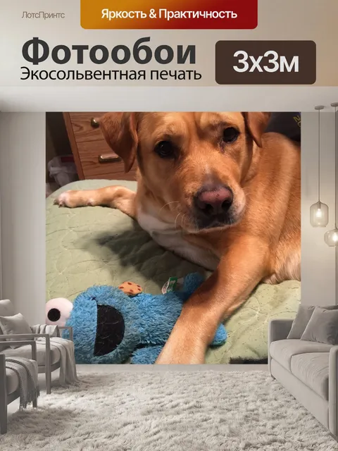 Фотообои Собака с игрушкой