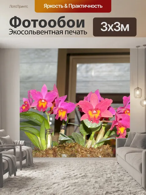 Фотообои Фото цветка орхидеи