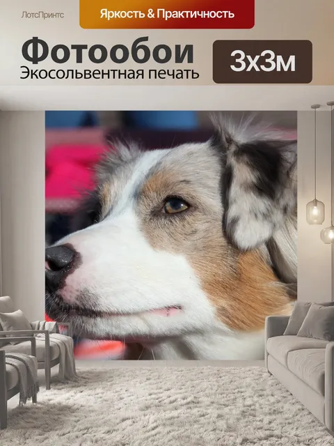 Фотообои Австралийская овчарка