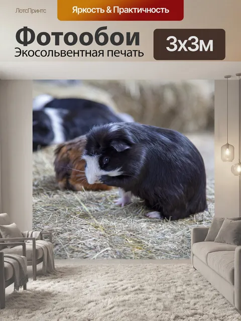 Фотообои Guniea Свинья