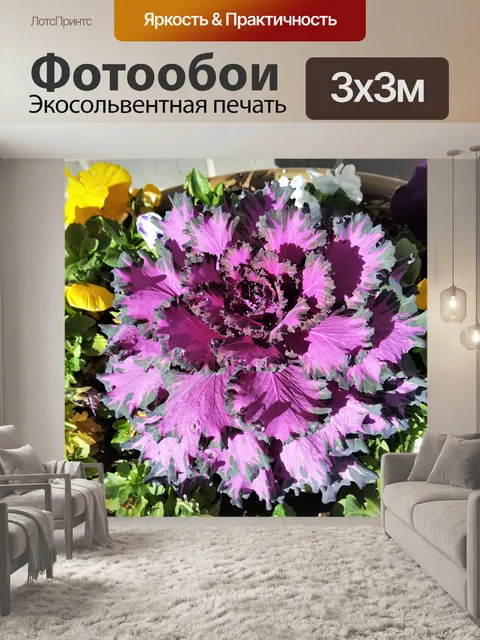 Фотообои Фиолетовая декоративная капуста