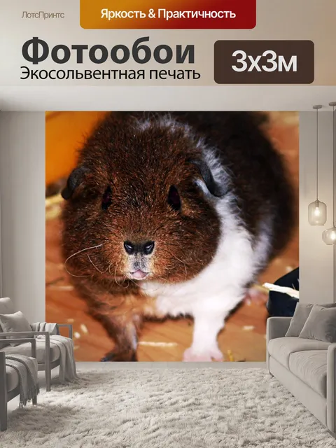 Фотообои Рекс морской свинки