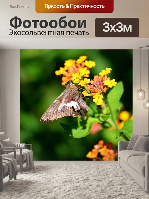 Фотообои Бабочка бабочки в саду