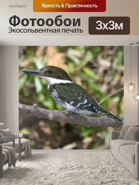 Фотообои Зеленая птица Техас