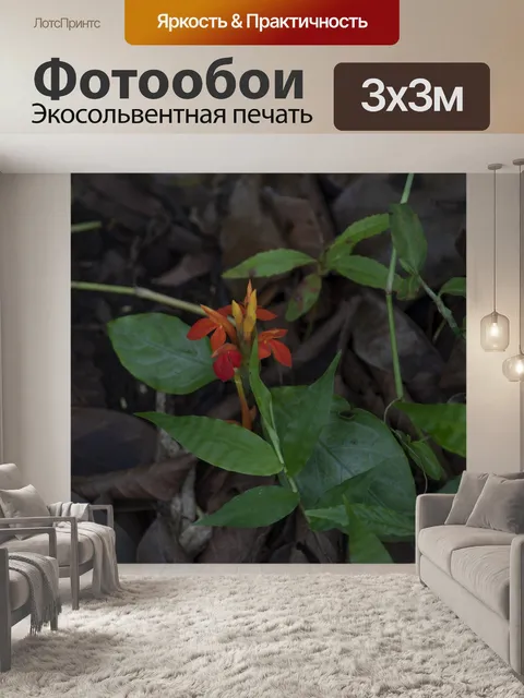 Фотообои Нежный красный цветок