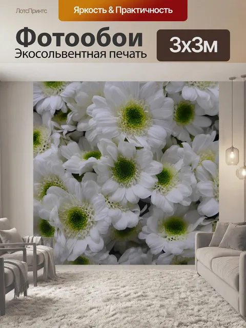 Фотообои Хризантема