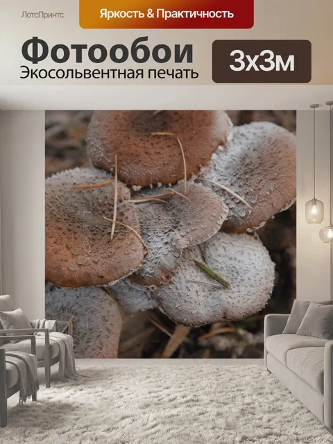 Фотообои Гриб