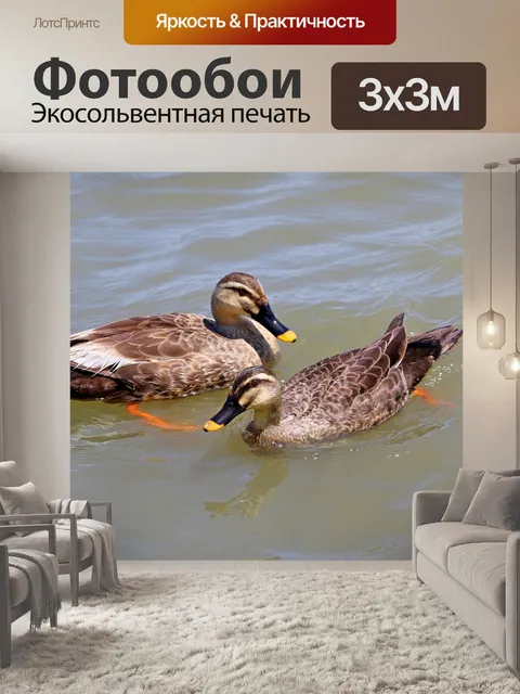 Фотообои Утки