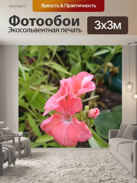 Фотообои Флоксы