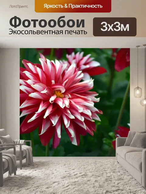 Фотообои Хризантемы 6