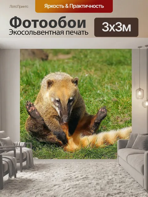 Фотообои Коати