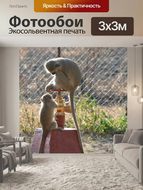 Фотообои Бархатная обезьяна