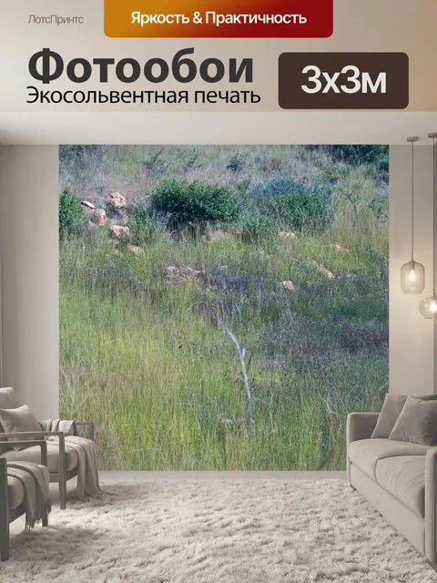 Фотообои Злаковик в Южной Африке на склоне