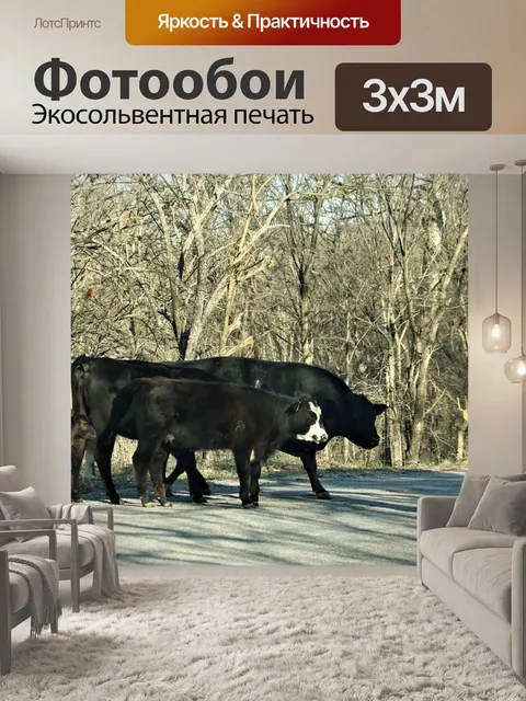 Фотообои Черно-белые коровы на дороге
