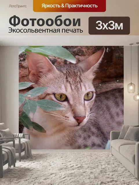 Фотообои Красивая кошка
