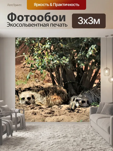 Фотообои Двойное дядя Меерката в тени