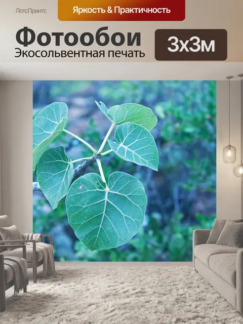 Фотообои крупнолистная каменная смоковница