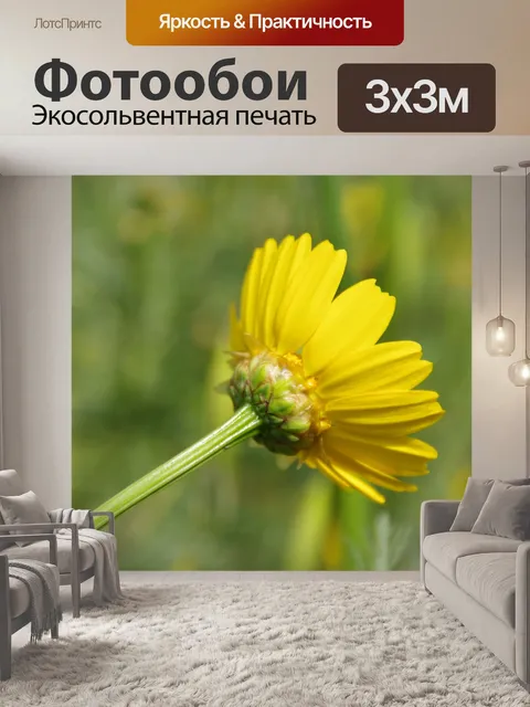 Фотообои Диагональ ромашка