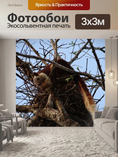 Фотообои Малабар гигантские белки