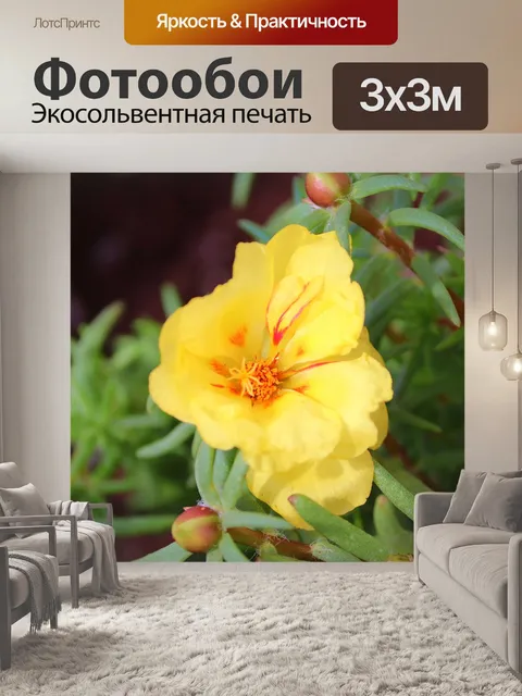 Фотообои Соцветия портулака