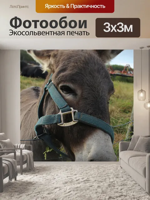 Фотообои Осел