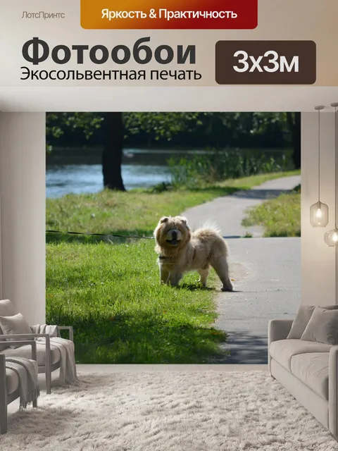 Фотообои Чау-чау
