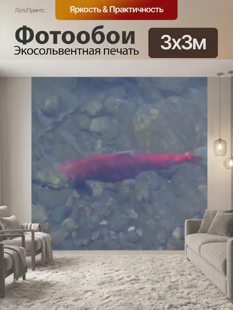 Фотообои Нерест лосося